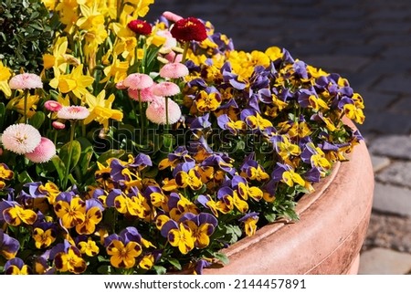 Flower bed with spring flowers in the city. Close up view of the decorated city