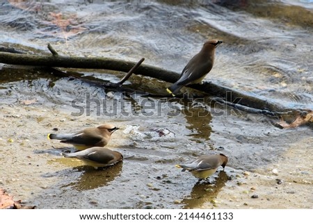 The top down, close up view of a flock of Cedar Waxwings drinking from the edge of the Connetquot River. The Cedar Waxwing bird has yellow feathers with red tips and a black facemask. Royalty-Free Stock Photo #2144461133