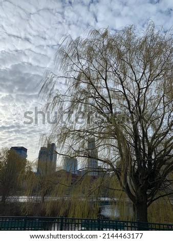 Weeping willow tree against backdrop of Boston skyline