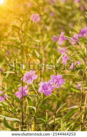 Field of purple flowers in the morning sun