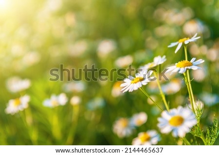 Summer bright landscape with beautiful wild flowers camomiles. Daisies in the field.