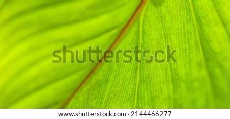 Green leaf macro. Bright nature closeup, green foliage texture. Beautiful natural botany leaf, garden  of tropical plants. Freshness, ecology nature pattern. Botany, spa, health and wellbeing concept Royalty-Free Stock Photo #2144466277