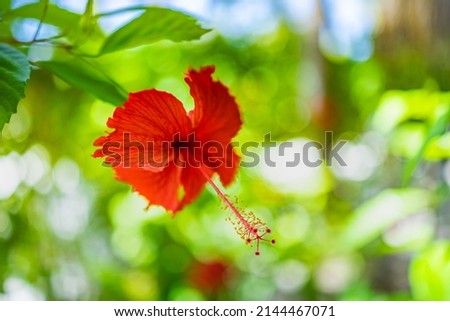 Red hibiscus flower on a green background in the tropical garden. Vivid colors, sunlight in exotic natural park, blurred bokeh foliage. Serene red blooming floral closeup. Abstract nature blossom