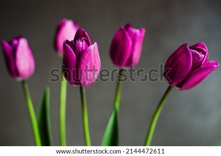 Slender spring tulips bloom outdoors for a bouquet