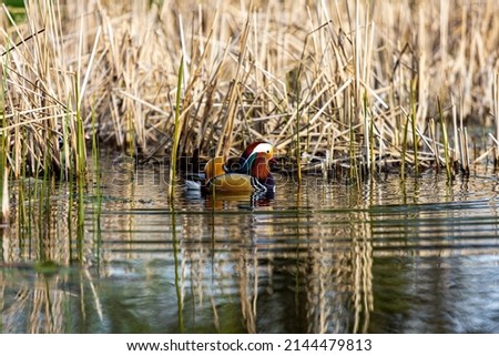 Close encounter with a male Mandarin duck (Aix galericulata) on a small artificial lake near the city of Timisoara, Romania. Photo taken on 9th of April 2022.