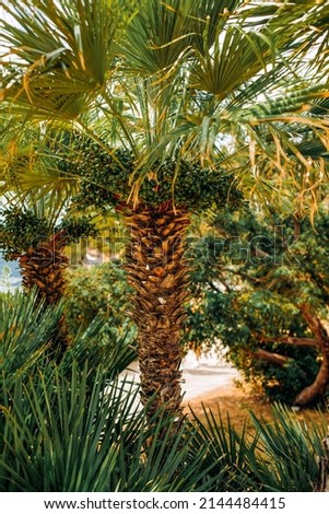 Tropic palm with fruits. Montenegro