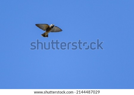 Ashy Woodswallow birds in flight