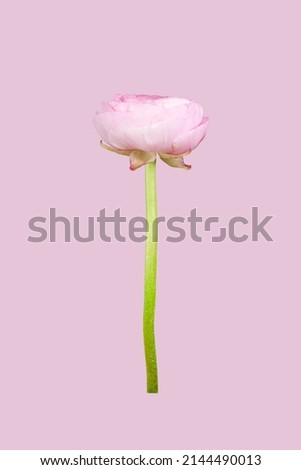 Beautiful pink flower 'Ranunculus asiaticus' (Persian buttercup) isolated on pink background. Beautiful Valentine's Day card.