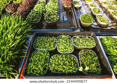 microgreens healthy eco gardening permaculture