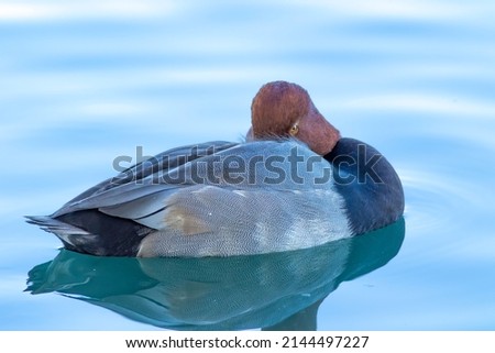 A redhead duck watches while resting on a calm reflective water in an urban lake. 