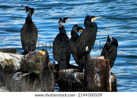 A group of great black cormorants