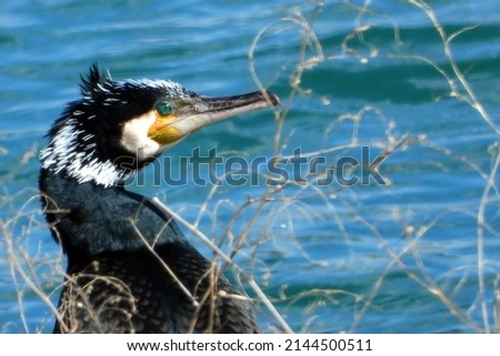 A portrait of the great black cormorant