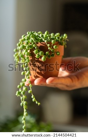 Closeup of woman hand holding small terracotta pot with Senecio Rowleyanus commonly known as a string of pearls, home interior on blurred background. Sunlight. Hobby, houseplant lovers concept.  Royalty-Free Stock Photo #2144504421