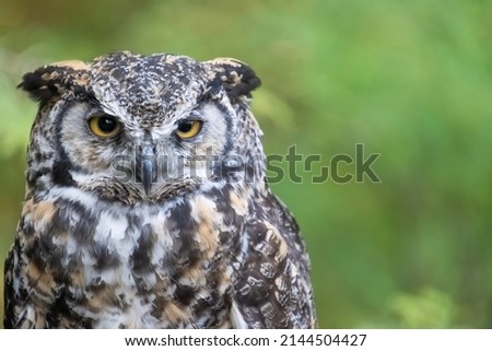 Portrait of a Cute and Pensive Owl