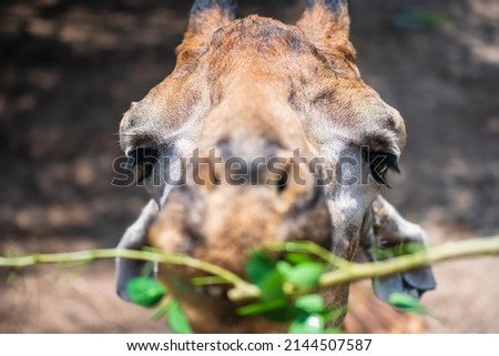 giraffe eat grass in zoo by top view. close up animal head