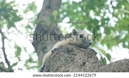 Squirrel lying on a tree branch