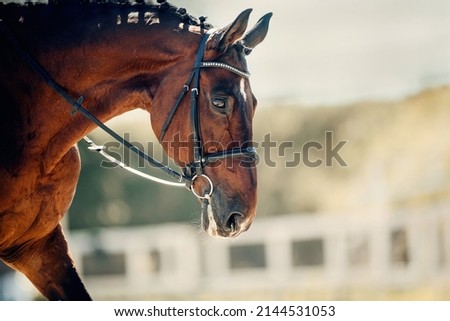 Portrait sports brown stallion in the bridle. The neck of a sports horse with a braided mane. Dressage of horses. Equestrian sport. Horseback riding.
 Royalty-Free Stock Photo #2144531053