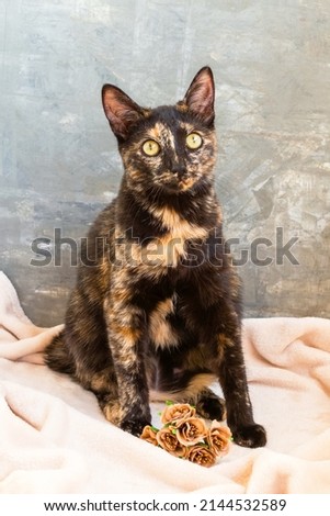 Beautiful three color cat with green eyes sitting on beige soft plaid with flowers on gray background.