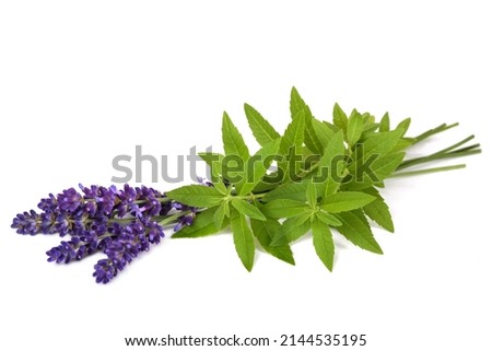 Lemon verbena and lavender isolated on white background Royalty-Free Stock Photo #2144535195