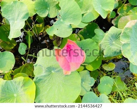 Beautiful pink lotus flowers are budding among the green leaves in a big pond on a sunny day. Soft smell good with the good meaning and popular to use for offer to pray to the Buddha in the buddhism