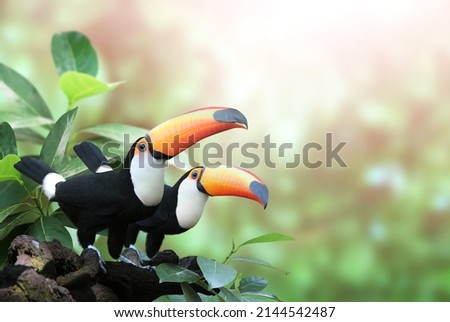 Horizontal banner with two cute colorful toucan birds (Ramphastidae) on a branch in a rainforest. Couple of toucan bird and leaves of tropical plants on blurred sunny background. Copy space for text