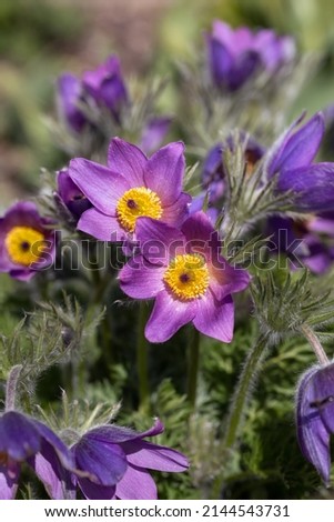 Closeup of flowers of Pasqueflower (Pulsatilla vulgaris) in a garden in spring Royalty-Free Stock Photo #2144543731