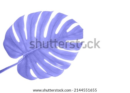 Purple Monstera summer leaf. Tropic palm flora. Jungle rainforest exotic shape. philadendron spring popular liana. Large nature big tree. Poster plant. Isolated white background. Houseplant detail