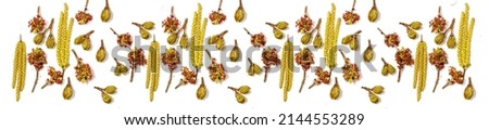 Panoramic pattern bloom buds of birch and maple on a white background. Beautiful spring background.