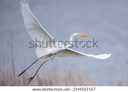 Great egret Ardea alba in flight spread wings close up Royalty-Free Stock Photo #2144561167