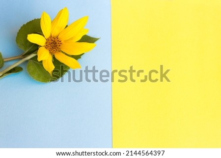 Patriotic background yellow blue. Yellow flower on a bright background. Postcard in the color of the national flag of Ukraine. Stop War, Peace