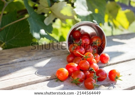 Tomato. Ripe small tomatoes are scattered on a wooden table. Early harvest of tomatoes. Royalty-Free Stock Photo #2144564449