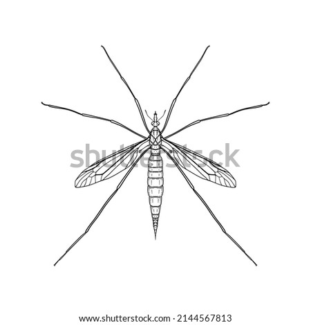 Mosquito. Vector illustration in graphic style isolated on white background.