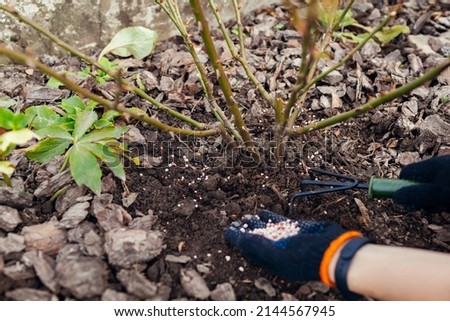 Gardener fertilizes rose bush in spring garden. Granulated mineral fertilizer. Loosening soil with hand fork near shrub Royalty-Free Stock Photo #2144567945