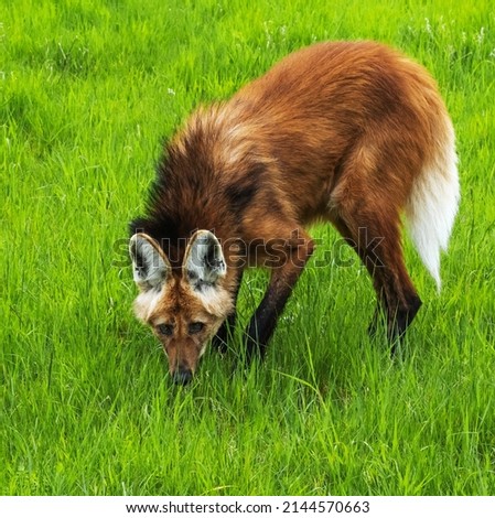 Maned Wolf sniffing for snacks in the grass