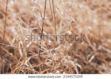 Abstract warm landscape of dry grass meadow on warm golden hour sunset or sunrise time. Mother Earth Day