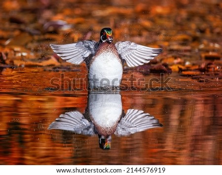 beautiful and colorful wood duck in a natural setting environment 