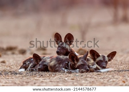 African wild dog pups waking up at sunrise in Mana Pools National Park in Zimbabwe Royalty-Free Stock Photo #2144578677