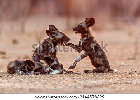 African wild dog pups waking up at sunrise in Mana Pools National Park in Zimbabwe Royalty-Free Stock Photo #2144578699