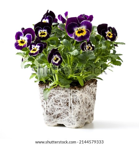 Pansy viola flower growing in pot isolated on white background