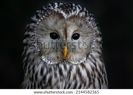 The Ural owl is a large nocturnal owl