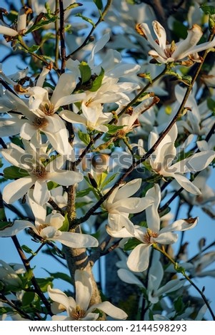 White magnolia flowers blooming in springtime, close-up on blue sky background