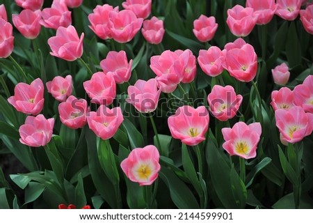 Pink Triumph tulips (Tulipa) Dynasty bloom in a garden in March Royalty-Free Stock Photo #2144599901