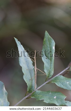 Stick bug sitting on a leaf. Foliage. Clonopsis gallica or Bicho Pau Gaulês. Luz and natural background. Macro photography.