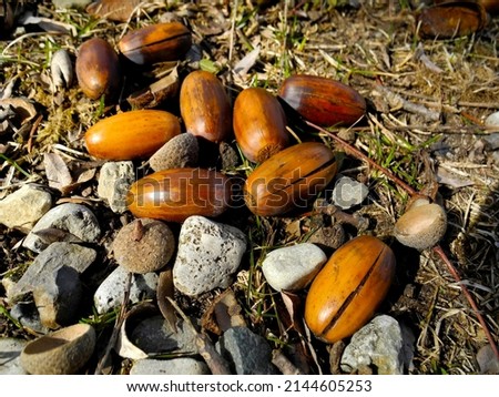 Acorns and Fallen Nuts, Nature Macro Photography. Wildlife has been chewing on the acorns. Small debris leftover from winter. Acorns breaking apart to grow Beautiful rich brown colors and bright grass