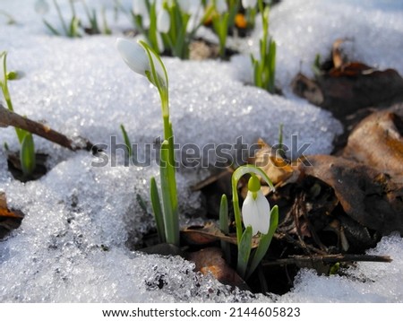 Tiny Spider seen on the side of a flower coming out of the soil. Snow Drop Snowdrops Flower Petals Growth in Spring. Macro spring waking up in the snow. flowers in the snow. first signs of spring