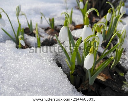 Snow Drop Snowdrop Flower Petals Growth in Spring. Macro spring waking up in the snow. flowers in the snow. first signs of spring. First flowers popping up, Bell shaped with hoods. very delicate Royalty-Free Stock Photo #2144605835