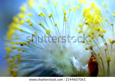 Pollen puff ball of weeping pussy willow tree. macro pollinating plant. macro photography nature changing as it grows. pollination. drying and shooting out pollen. natural wonders. beautiful plant.  Royalty-Free Stock Photo #2144607061