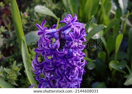 Close up of purple hyacinth flower with green leaves in the background covered in water droplets