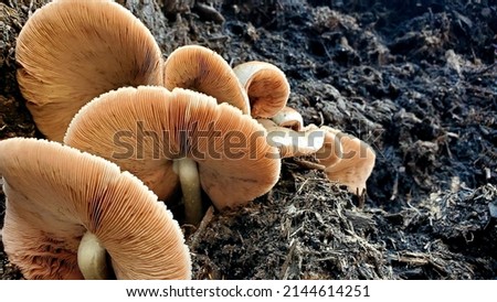 Wild Mushrooms In Black Mulch Royalty-Free Stock Photo #2144614251