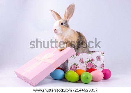 Lovely bunny easter fluffy baby white rabbit in beautiful flower gift box and colorful easter eggs on white background. Easter day animal concept.